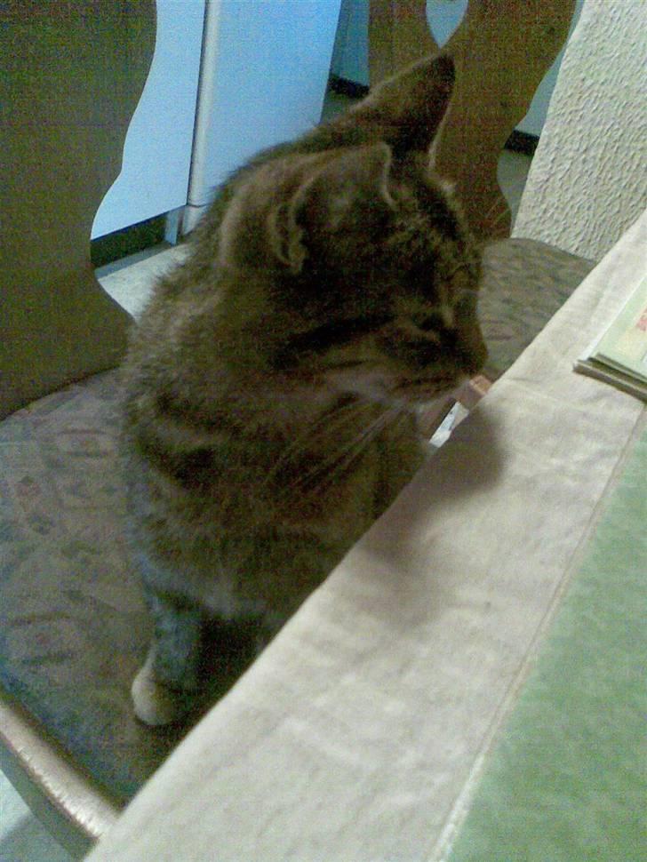 Huskat Pus 'R.I.P* :´( billede 14