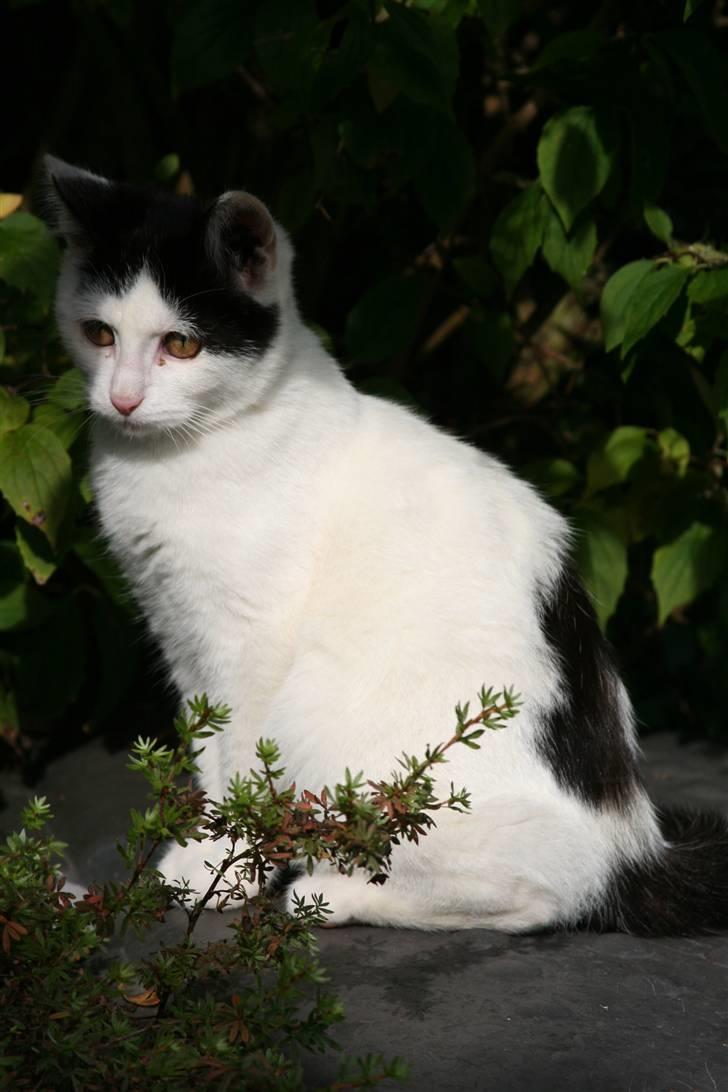 Blanding af racer  Plet The Mussehunter  billede 1