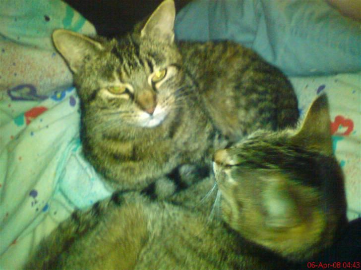 Huskat Pus 'R.I.P* :´( billede 15