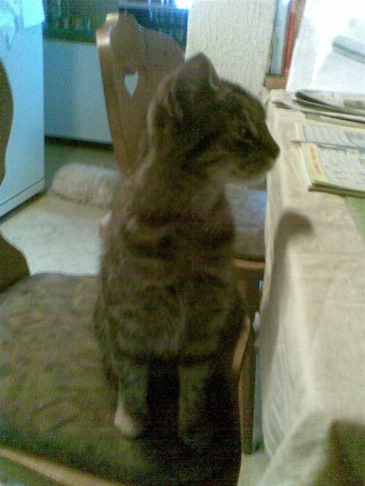 Huskat Pus 'R.I.P* :´( billede 16