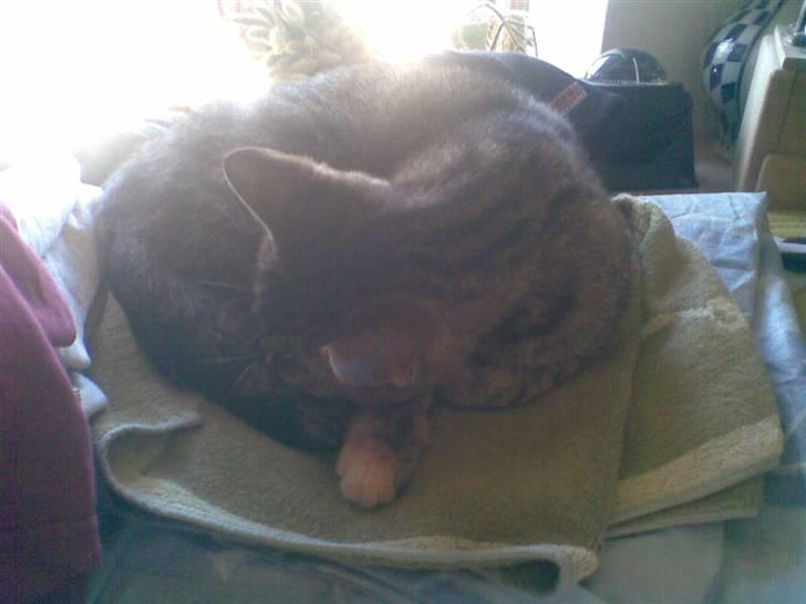 Huskat Pus 'R.I.P* :´( billede 17