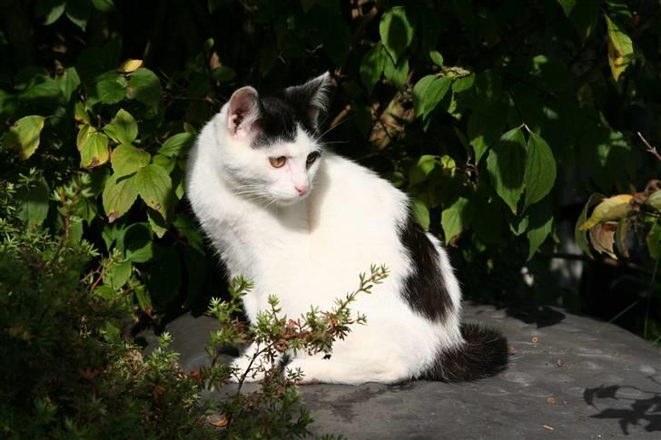 Blanding af racer  Plet The Mussehunter  billede 2