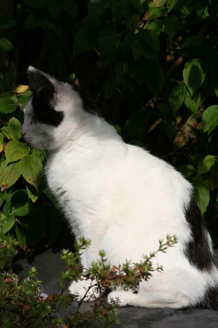 Blanding af racer  Plet The Mussehunter  billede 3