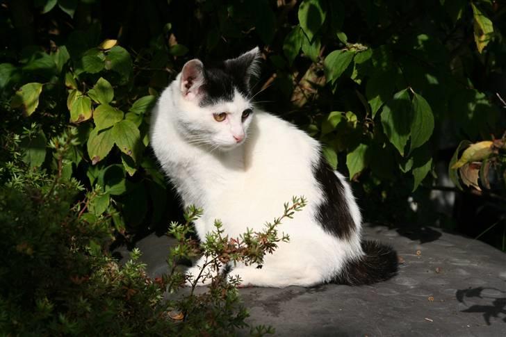 Blanding af racer  Plet The Mussehunter  billede 4