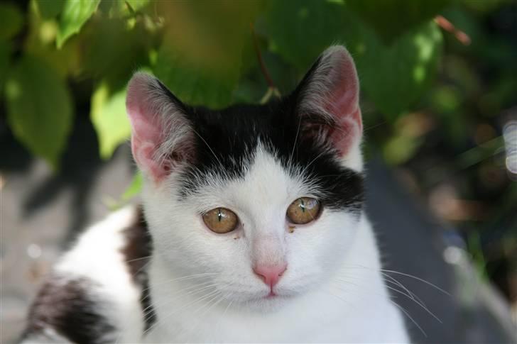 Blanding af racer  Plet The Mussehunter  billede 5