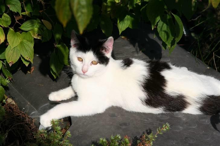 Blanding af racer  Plet The Mussehunter  billede 6