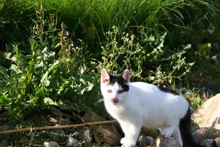 Blanding af racer  Plet The Mussehunter  billede 7