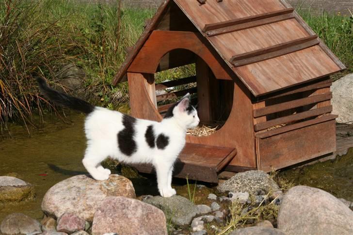 Blanding af racer  Plet The Mussehunter  billede 8