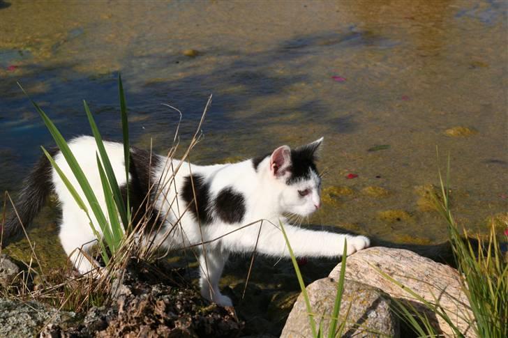 Blanding af racer  Plet The Mussehunter  billede 9