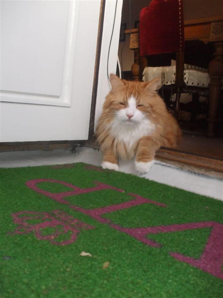 Norsk Skovkat Tiger billede 16