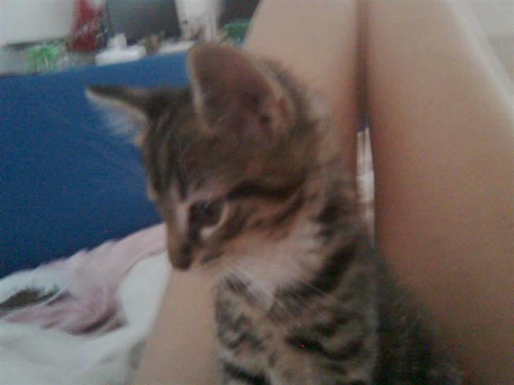 Huskat Mika / Monty billede 13