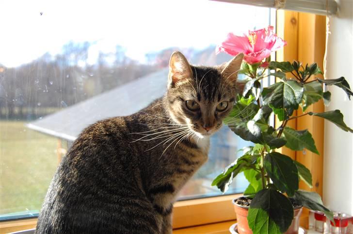 Huskat Mika / Monty billede 14