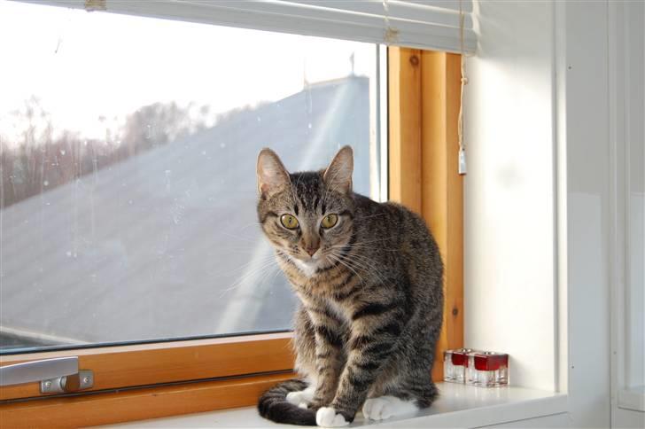 Huskat Mika / Monty billede 15