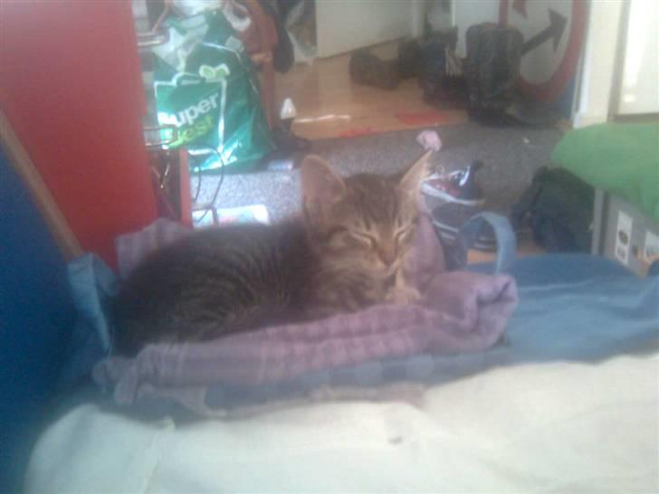 Huskat Mika / Monty billede 16