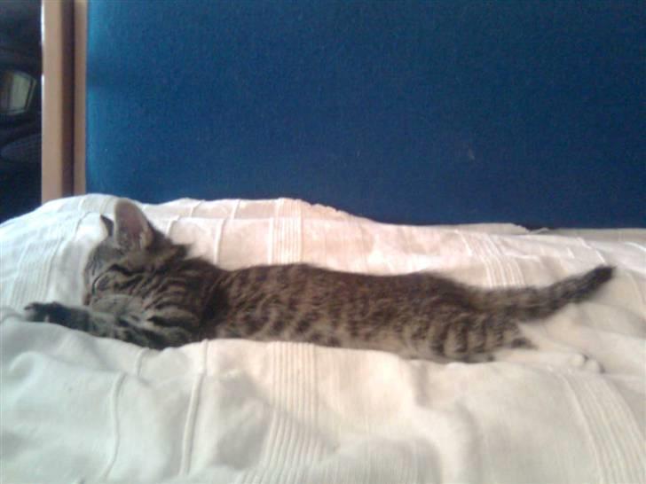 Huskat Mika / Monty billede 17