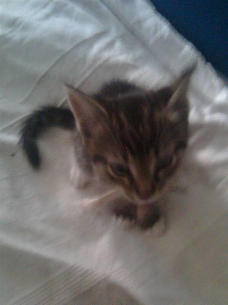 Huskat Mika / Monty billede 18