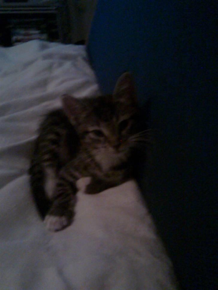 Huskat Mika / Monty billede 19