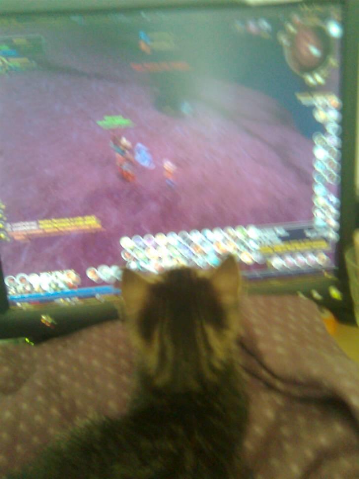 Huskat Mika / Monty billede 20