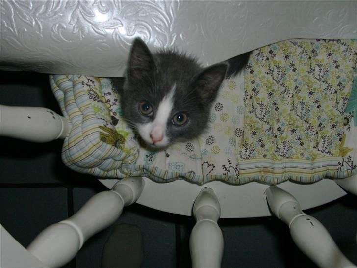 Huskat Musling R.I.P. d. 28/12 - 18# Heeej :o) billede 18