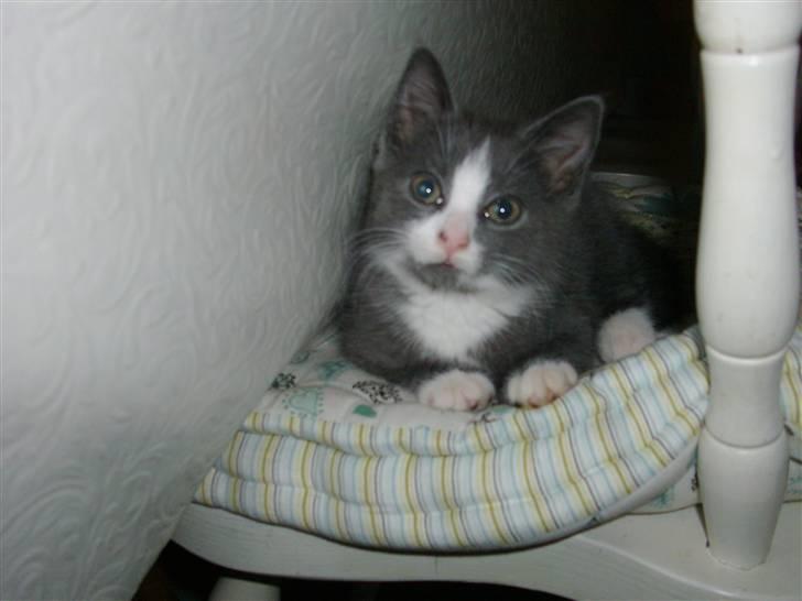 Huskat Musling R.I.P. d. 28/12 - 19# Ligger lige og slapper af... billede 19