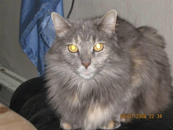 Maine Coon Gizmo billede 1