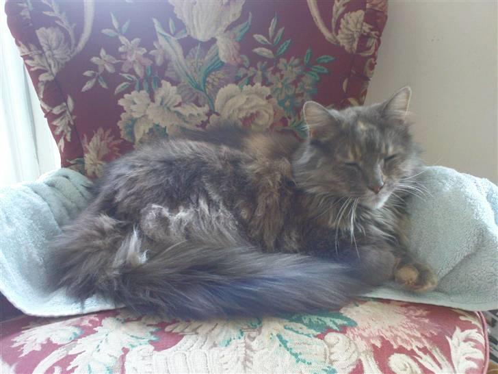 Maine Coon Gizmo billede 2