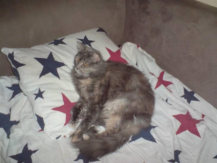 Maine Coon Gizmo billede 3