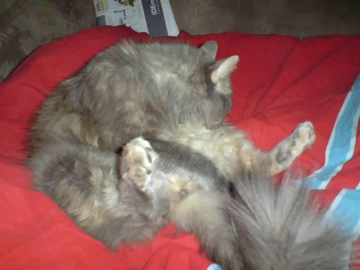 Maine Coon Gizmo billede 4