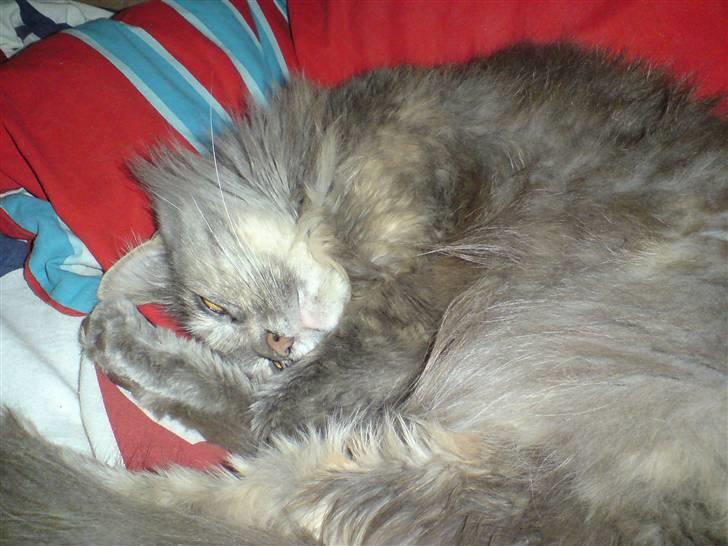 Maine Coon Gizmo billede 5