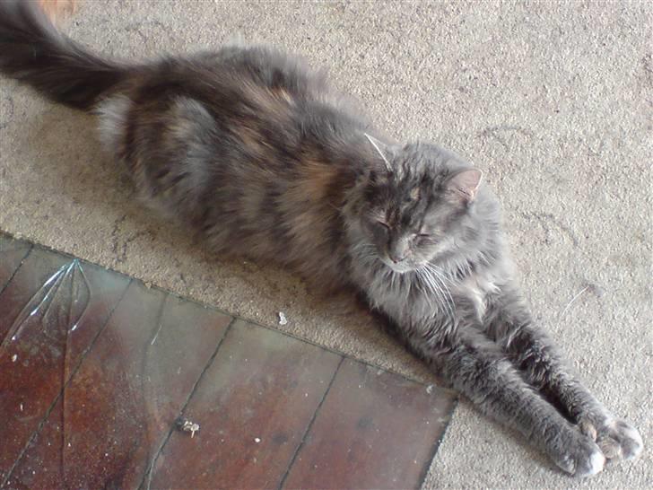 Maine Coon Gizmo billede 6