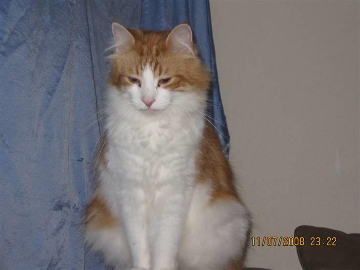 Norsk Skovkat Oscar billede 2