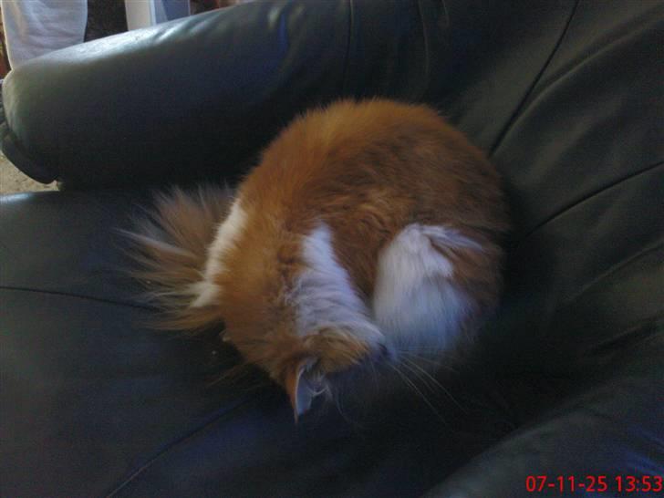 Norsk Skovkat Oscar billede 3