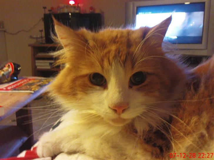 Norsk Skovkat Oscar billede 4