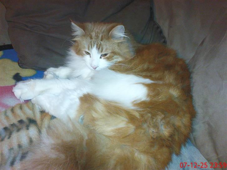 Norsk Skovkat Oscar billede 5