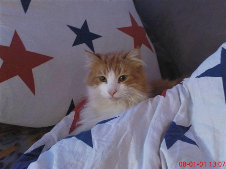 Norsk Skovkat Oscar billede 6