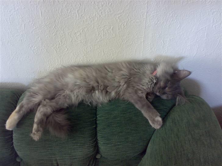 Maine Coon Mille billede 1