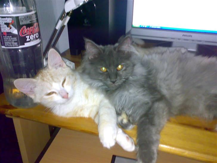 Maine Coon Mille - Mille putter sammen med Karste billede 2
