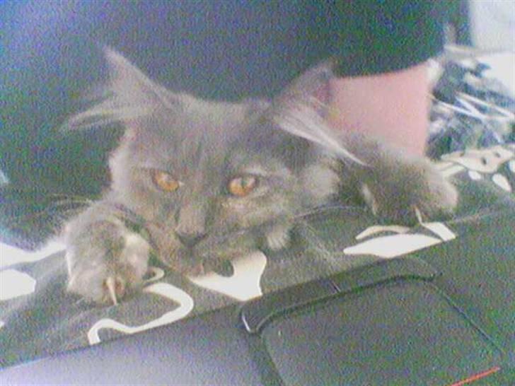 Maine Coon Mille - sover ved Jon mens han laver lektier ved den bærebare. Hun følger med på skærmen billede 3