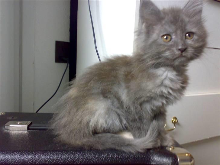 Maine Coon Mille - Mille ca 7 uger gammel. Allerede der var der noget kongeligt prinsesse agtigt over hande som hun sidder og kikker. billede 4