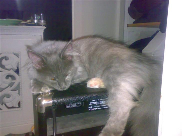 Maine Coon Mille - Putter på Jons forstærker. Hun var meget træt efer en ordentlig gang leg. billede 5