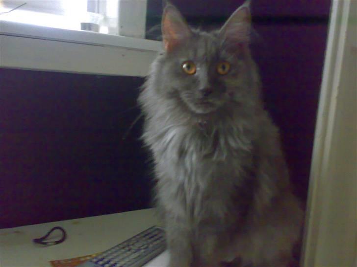 Maine Coon Mille billede 6