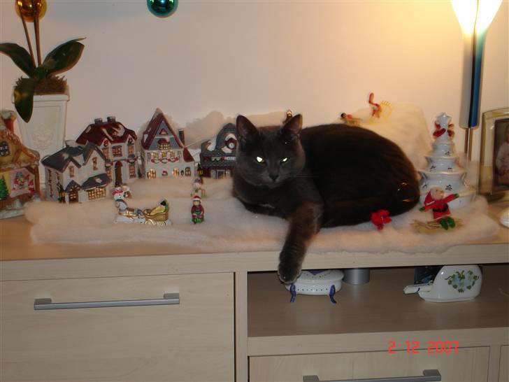 Huskat Misha R.I.P - jeg Elsker JUL /07 billede 5