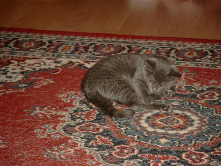 Huskat Misha R.I.P - Mig da jeg var killing billede 6