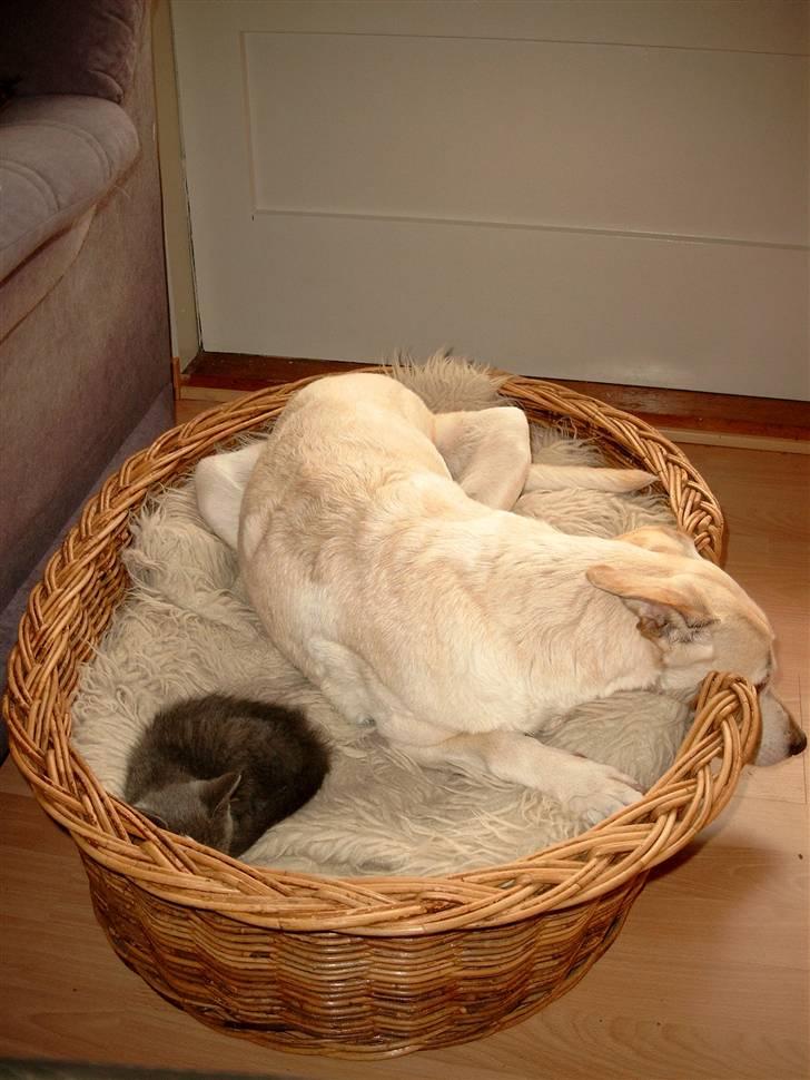 Huskat Misha R.I.P - Mig og cindy(hun er desvære død) billede 7