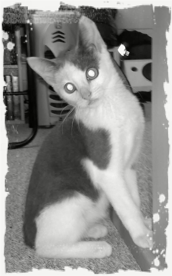 Blanding af racer Misling (NYT HJEM) billede 1