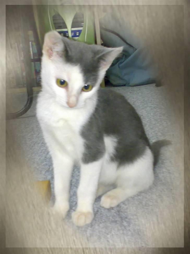 Blanding af racer Misling (NYT HJEM) billede 2