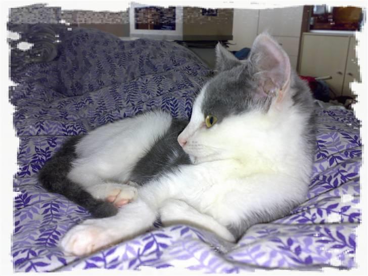 Blanding af racer Misling (NYT HJEM) billede 3