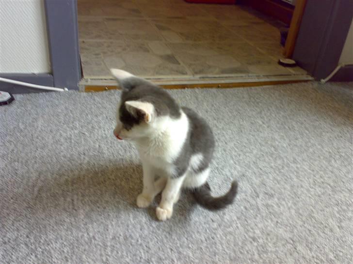 Blanding af racer Misling (NYT HJEM) billede 4