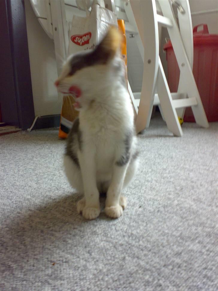 Blanding af racer Misling (NYT HJEM) billede 5