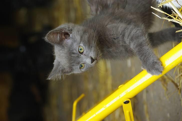 Blanding af racer felix billede 1